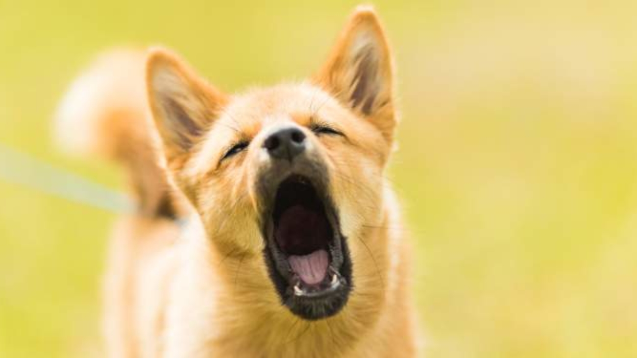 Comment Dresser Un Chiot De 2 Chiot Qui Mordille Comment